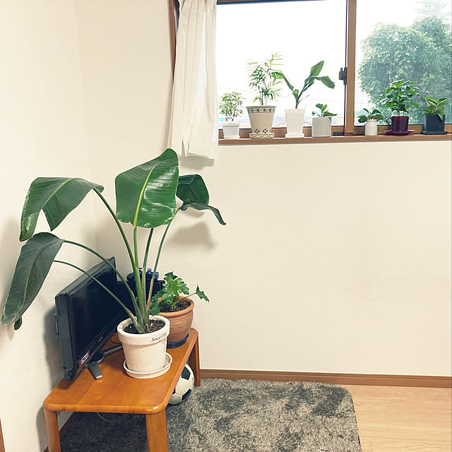 3番目の息子の部屋/高台/南側の窓/ウッドワン/植物と共存...などのインテリア実例 - 2022-09-10 19:05:44