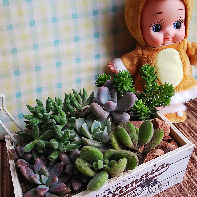 pukkupukuさんの実例写真
