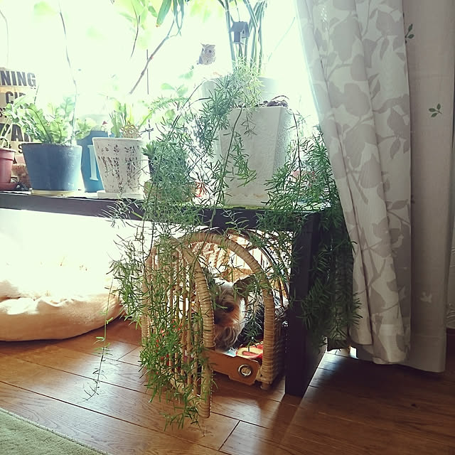 akiさんの実例写真