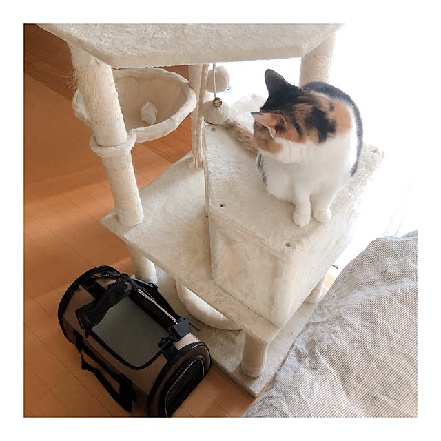 warashibeさんの実例写真