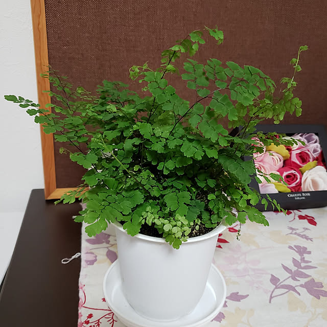 Ayaさんの実例写真