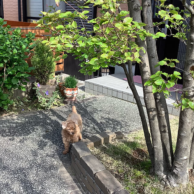 haruminさんの実例写真