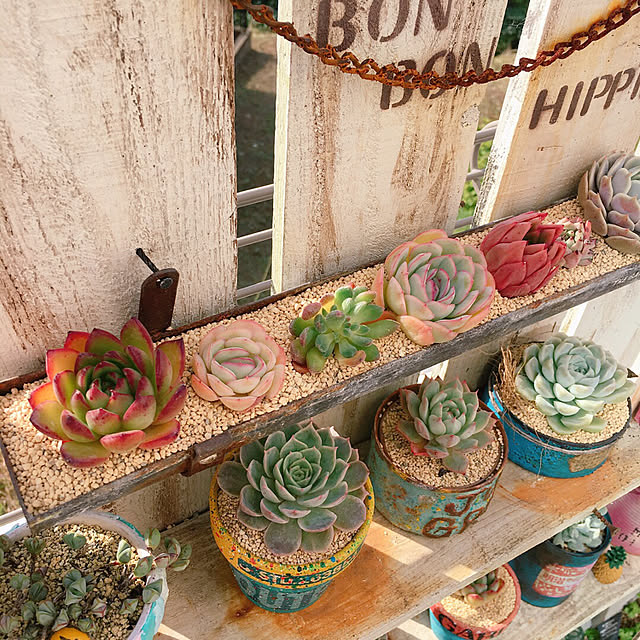 bon-bon-hippieさんの実例写真