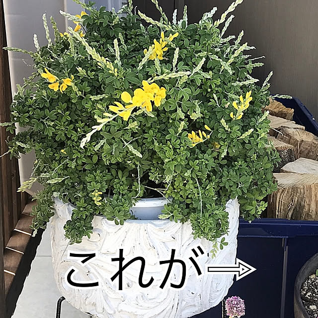 ベッド周り/エニシダが満開です♥/エニシダ/花のある暮らし/ガーデニング...などのインテリア実例 - 2024-05-12 21:44:00