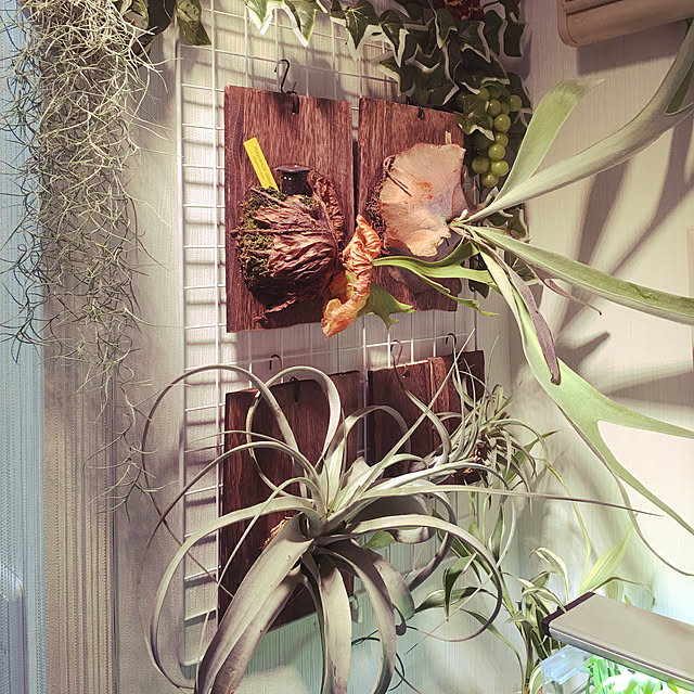 観葉植物/ナチュラル/一人暮らし/玄関/入り口のインテリア実例 - 2019-04-14 19:23:18