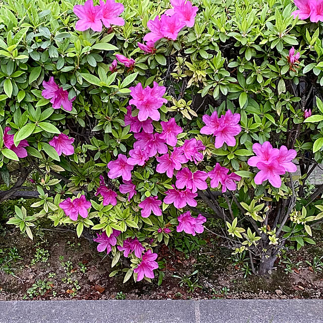 YuuKoさんの実例写真