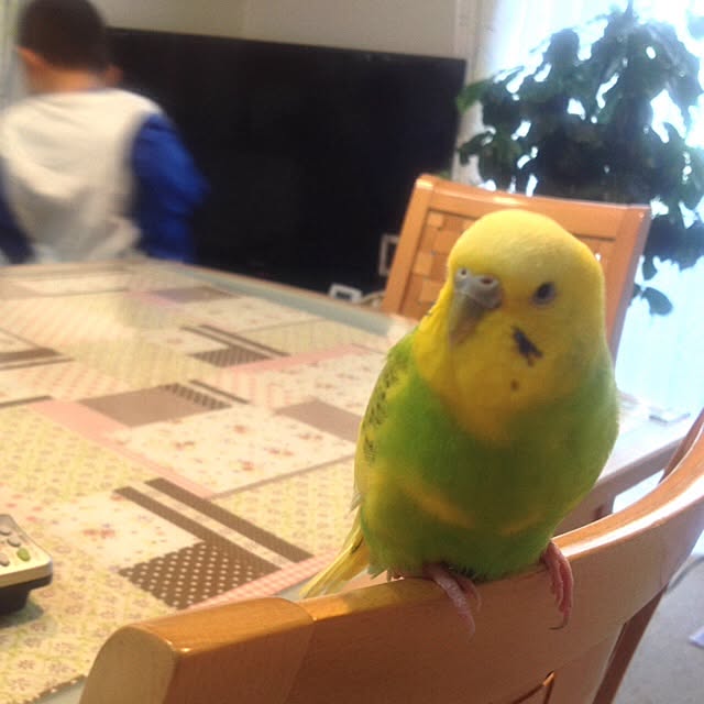 Sachuさんの実例写真