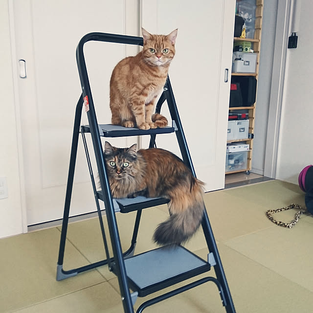 nekomajinさんの実例写真