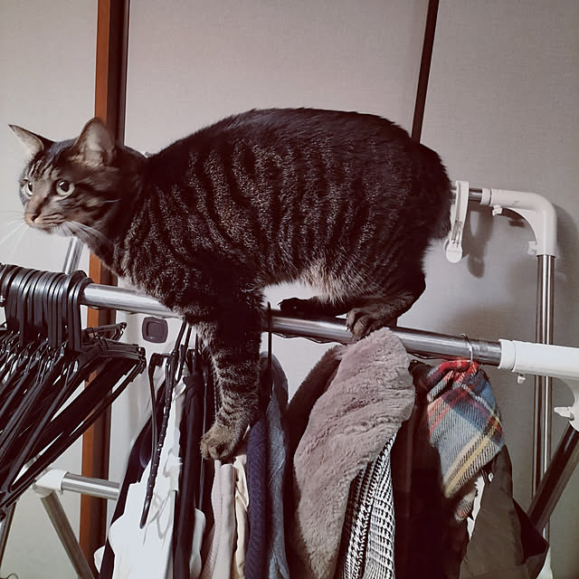 hihaさんの実例写真