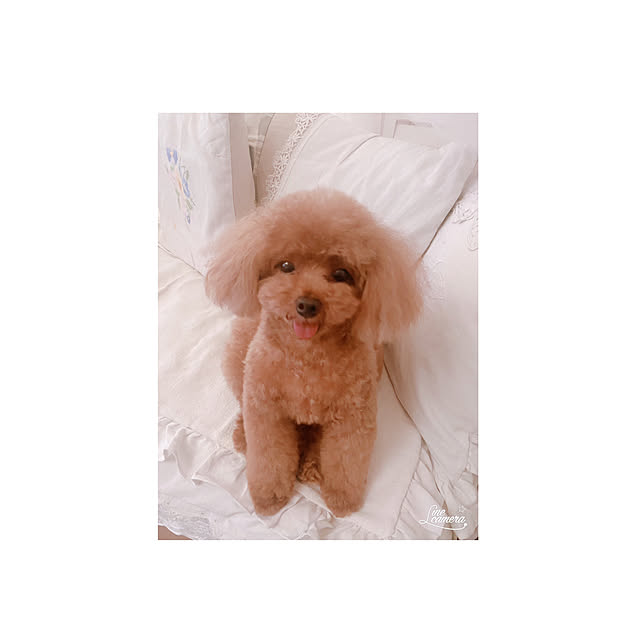 mimosaさんの部屋