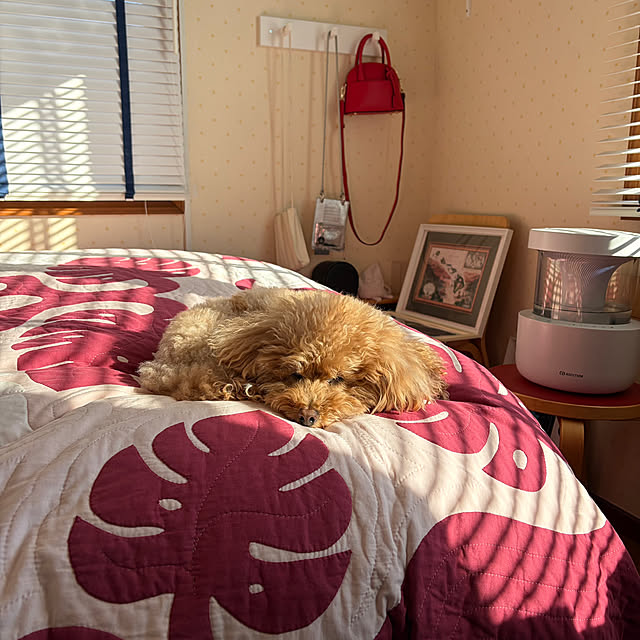 chaimomさんの部屋