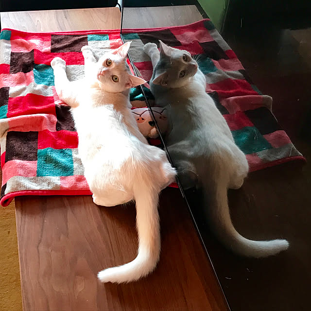 sakurasakuさんの実例写真