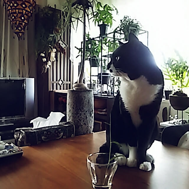 spinetailさんの実例写真