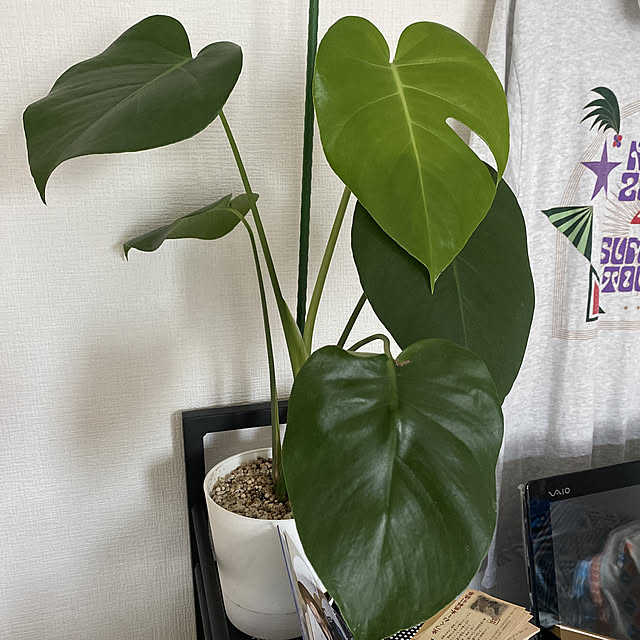 モンステラ大好き/モンステラ♡/モンステラ/観葉植物のある生活/観葉植物のある暮らし...などのインテリア実例 - 2022-10-27 14:39:46