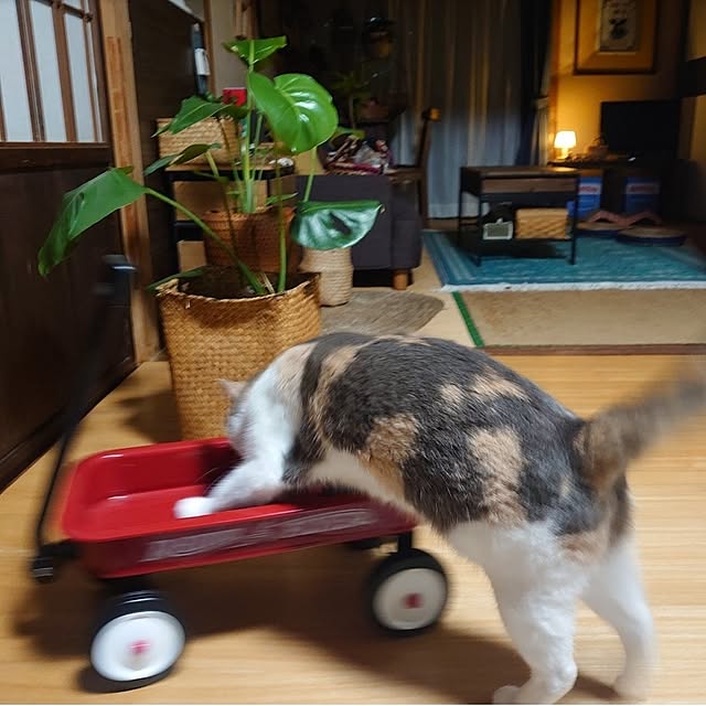 fukuさんの実例写真