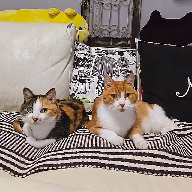 nyanko-beamさんの実例写真
