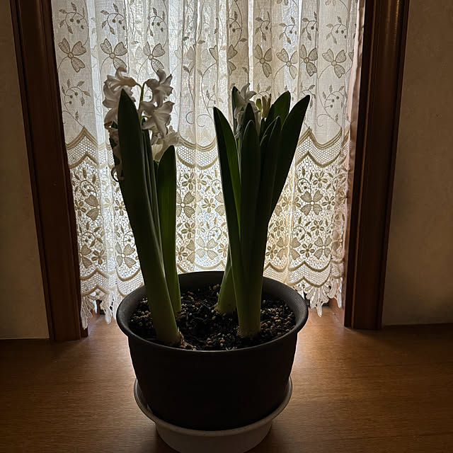 mamizaさんの部屋