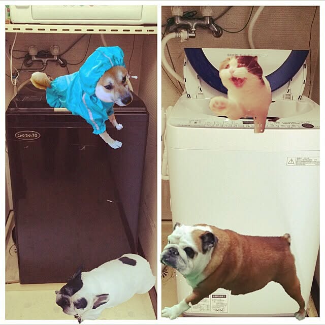 p.mamaさんの実例写真