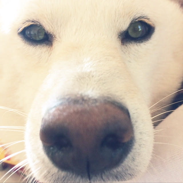 pillowsさんの実例写真