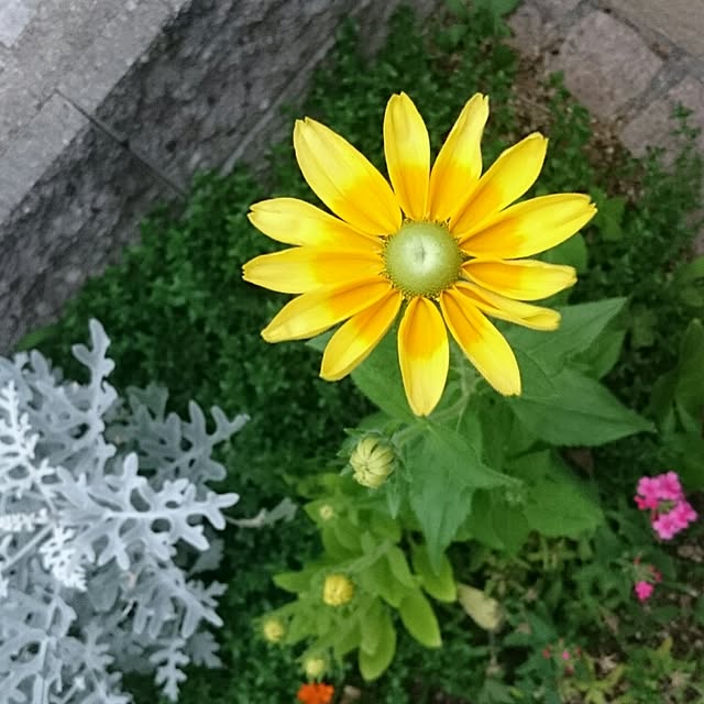 実例写真