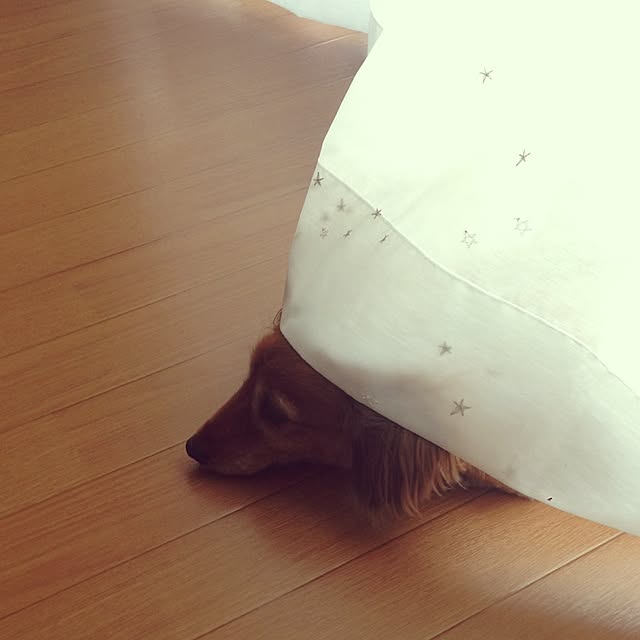 s_satomiさんの実例写真