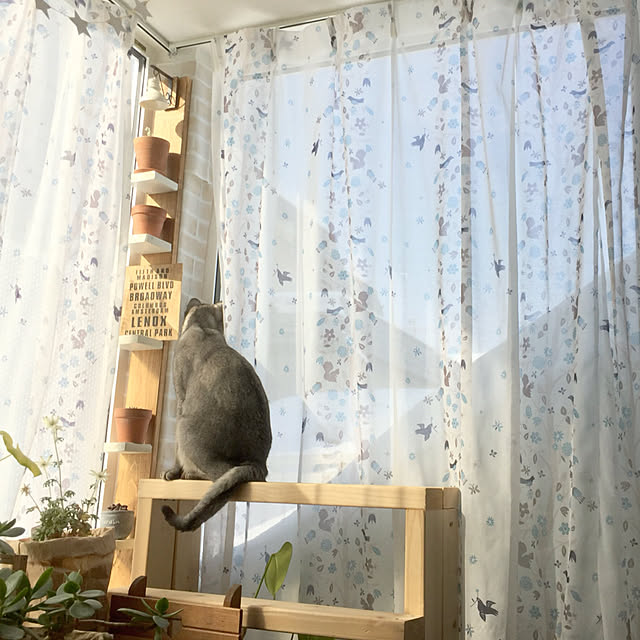 kotoriさんの実例写真