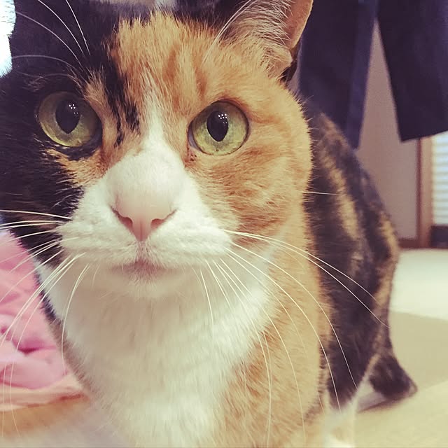 meguchiyoさんの実例写真