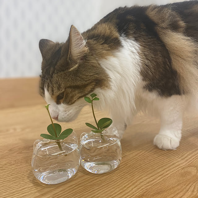 furitamaさんの実例写真