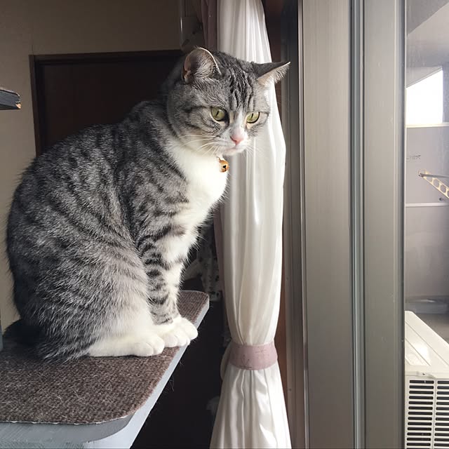 Shojiさんの実例写真