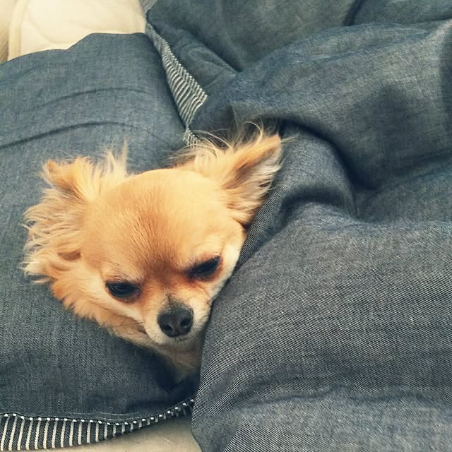 kojikojiさんの実例写真