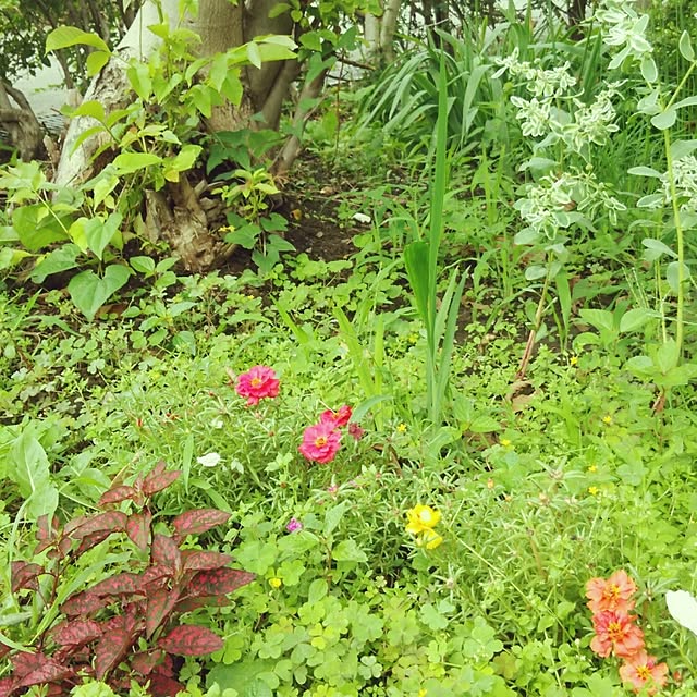 kanokomameさんの実例写真