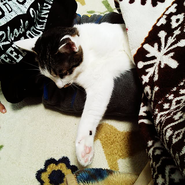pouさんの実例写真