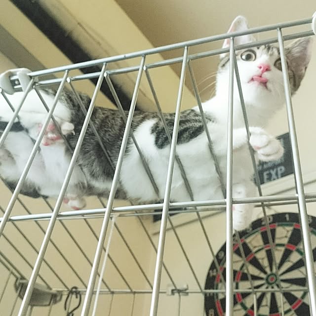 kiraさんの実例写真