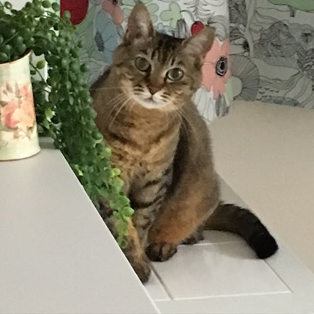 himeさんの実例写真