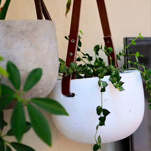 猫と暮らす家/観葉植物/植物のある暮らし/植物/unico...などのインテリア実例 - 2019-07-25 00:02:44