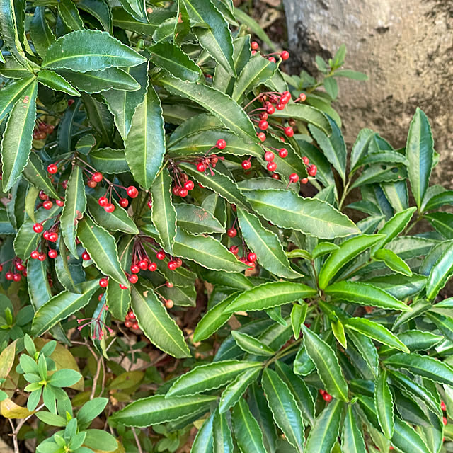 nukularaさんの部屋