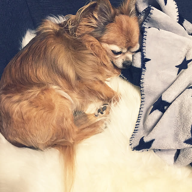 cocoelleさんの実例写真
