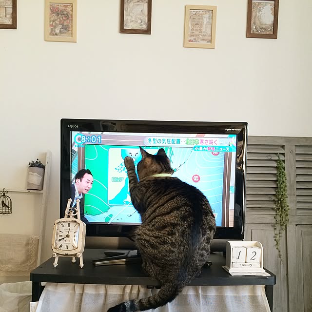 momijiさんの実例写真