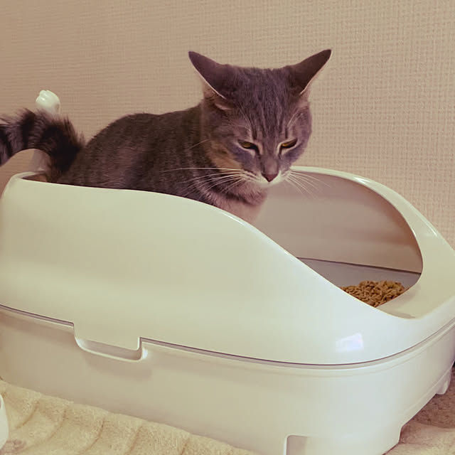 バス/トイレのインテリア実例 - 2021-11-09 10:02:38