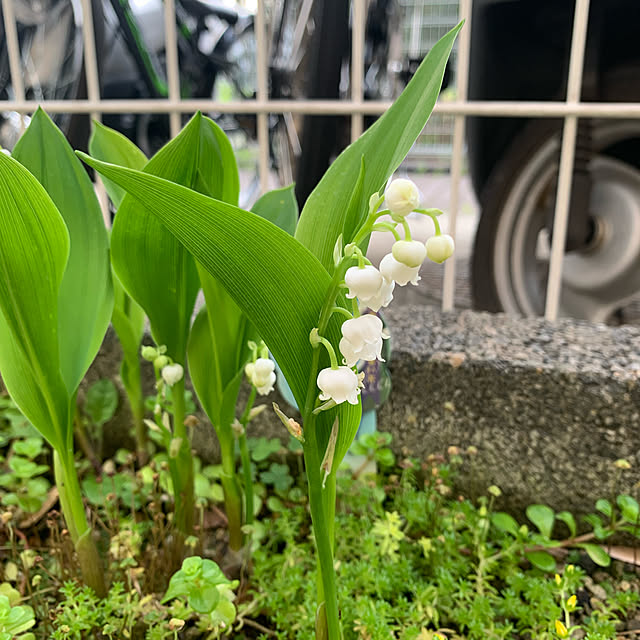 kjさんの実例写真