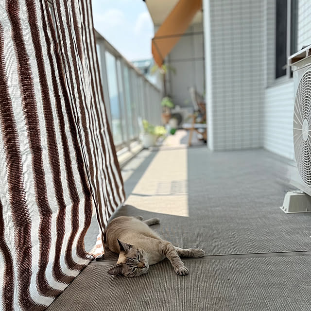 amさんの実例写真