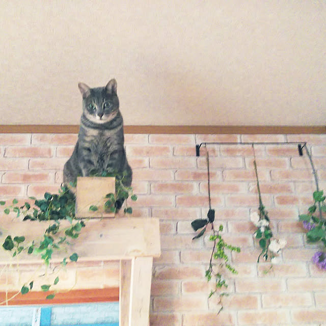 jennyさんの実例写真