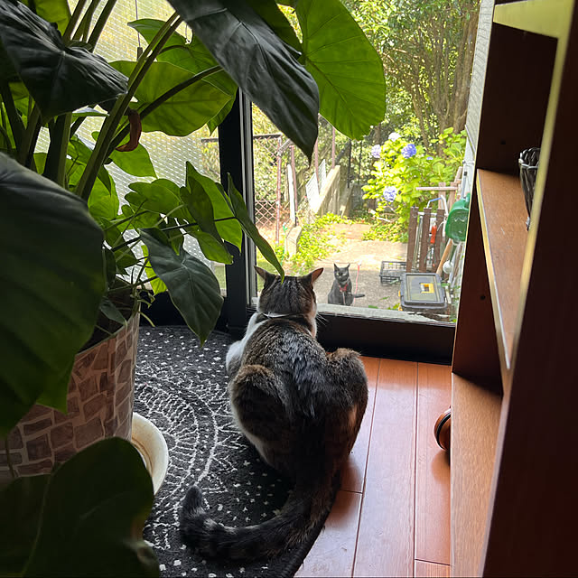 jijiさんの実例写真