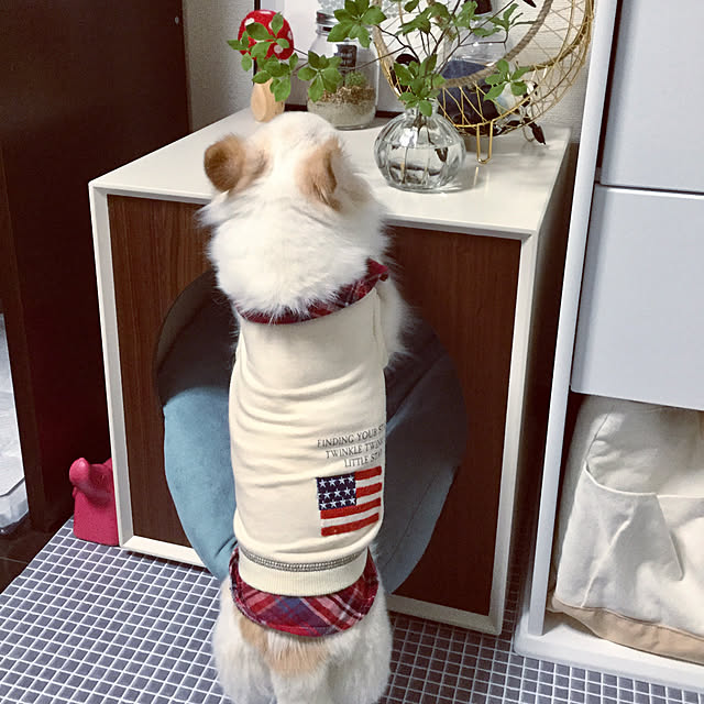 chapiさんの実例写真