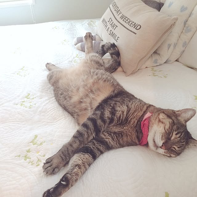 lovecatさんの実例写真