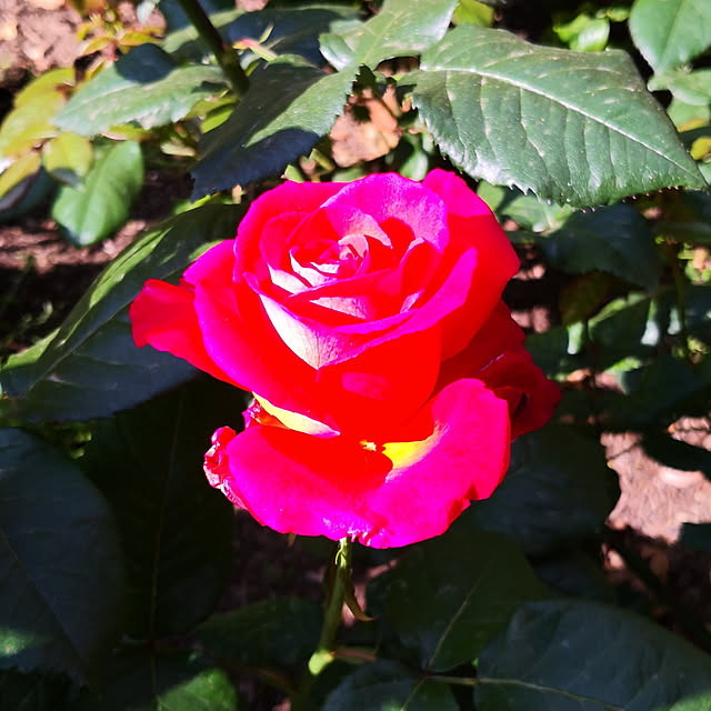 玄関/入り口/薔薇/バラ/バラ初心者/バラのある暮らし...などのインテリア実例 - 2020-05-20 00:25:34