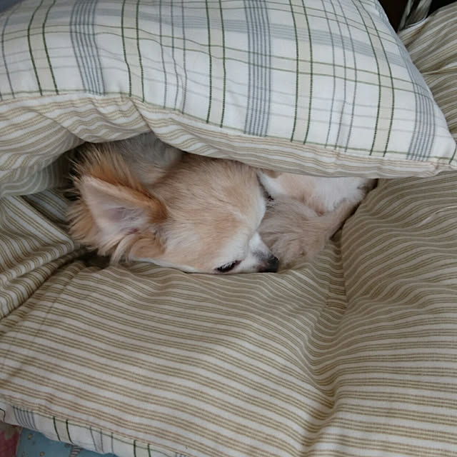 ronさんの実例写真