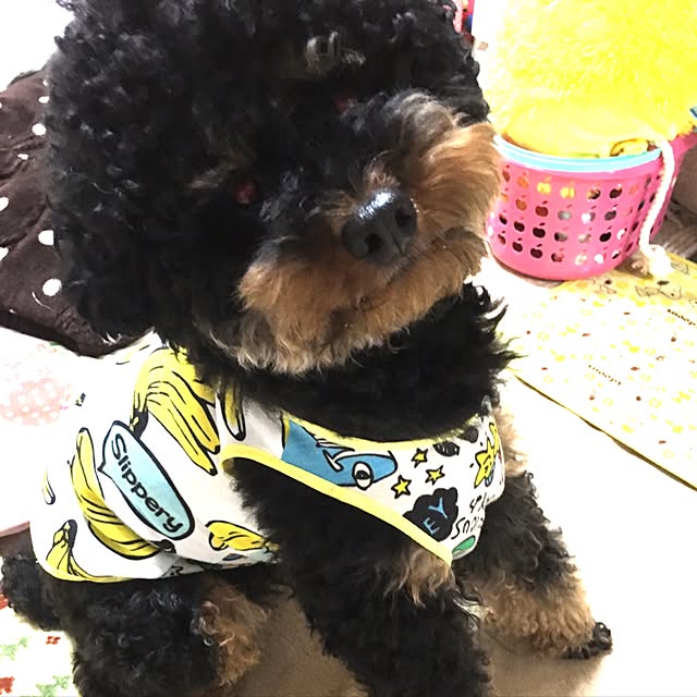 bussammamaさんの実例写真
