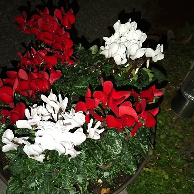 実例写真