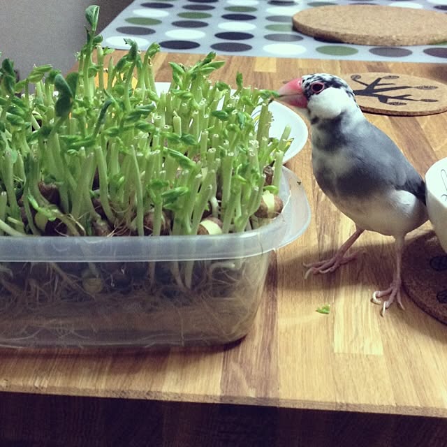 taroさんの実例写真